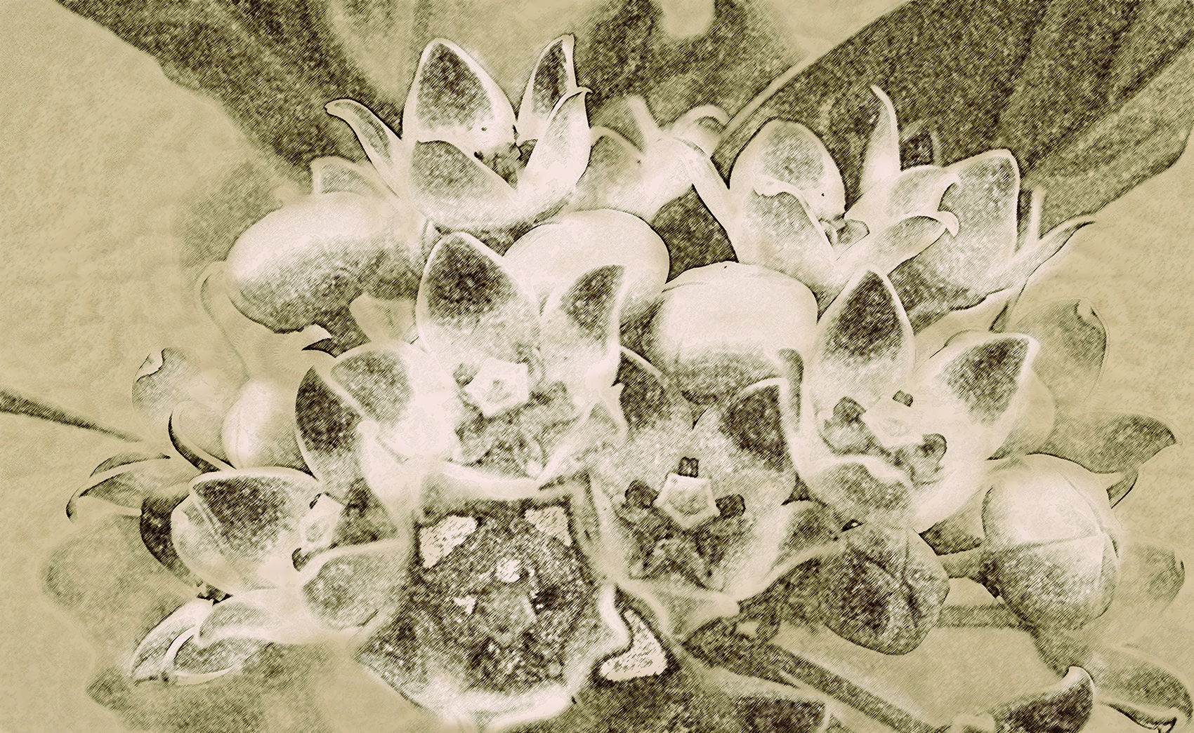 Salotto Etnobotanico